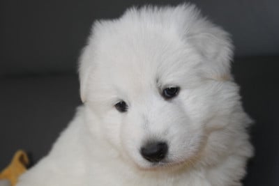 Les chiots de Berger Blanc Suisse