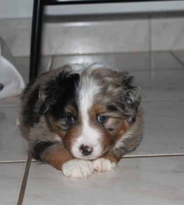 Les chiots de Berger Américain Miniature 