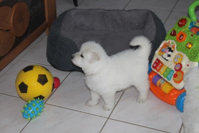 Les chiots de Berger Blanc Suisse