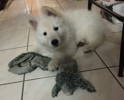 Les chiots de Berger Blanc Suisse