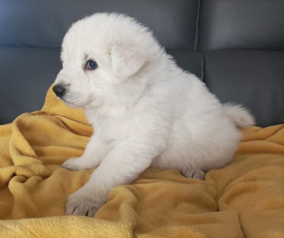 Les chiots de Berger Blanc Suisse