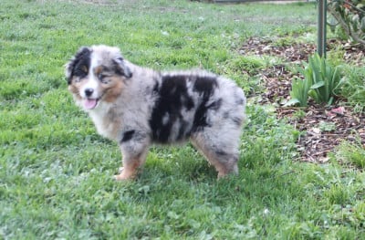 Les chiots de Berger Américain Miniature 