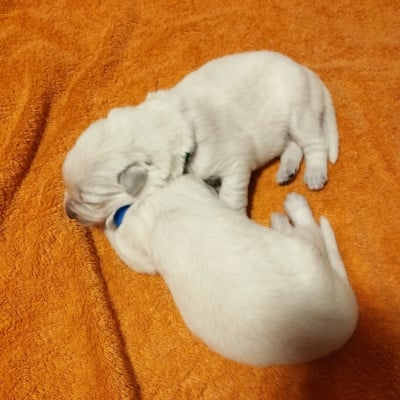 Les chiots de Berger Blanc Suisse