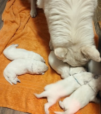 Les chiots de Berger Blanc Suisse