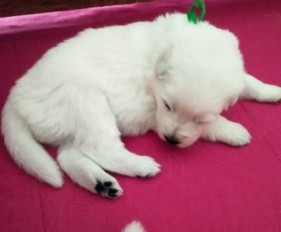Les chiots de Berger Blanc Suisse
