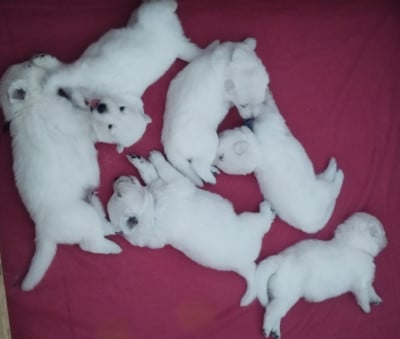 Les chiots de Berger Blanc Suisse