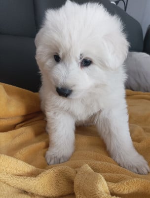 Les chiots de Berger Blanc Suisse