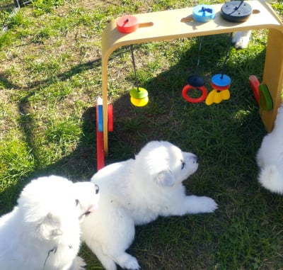 Les chiots de Berger Blanc Suisse