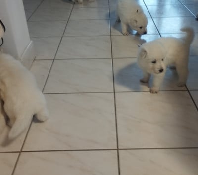 Les chiots de Berger Blanc Suisse