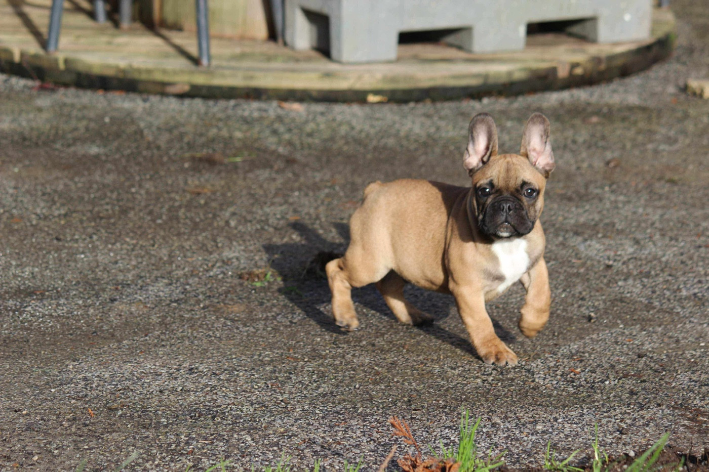 carpe diem bulldog AS DE PIQUE