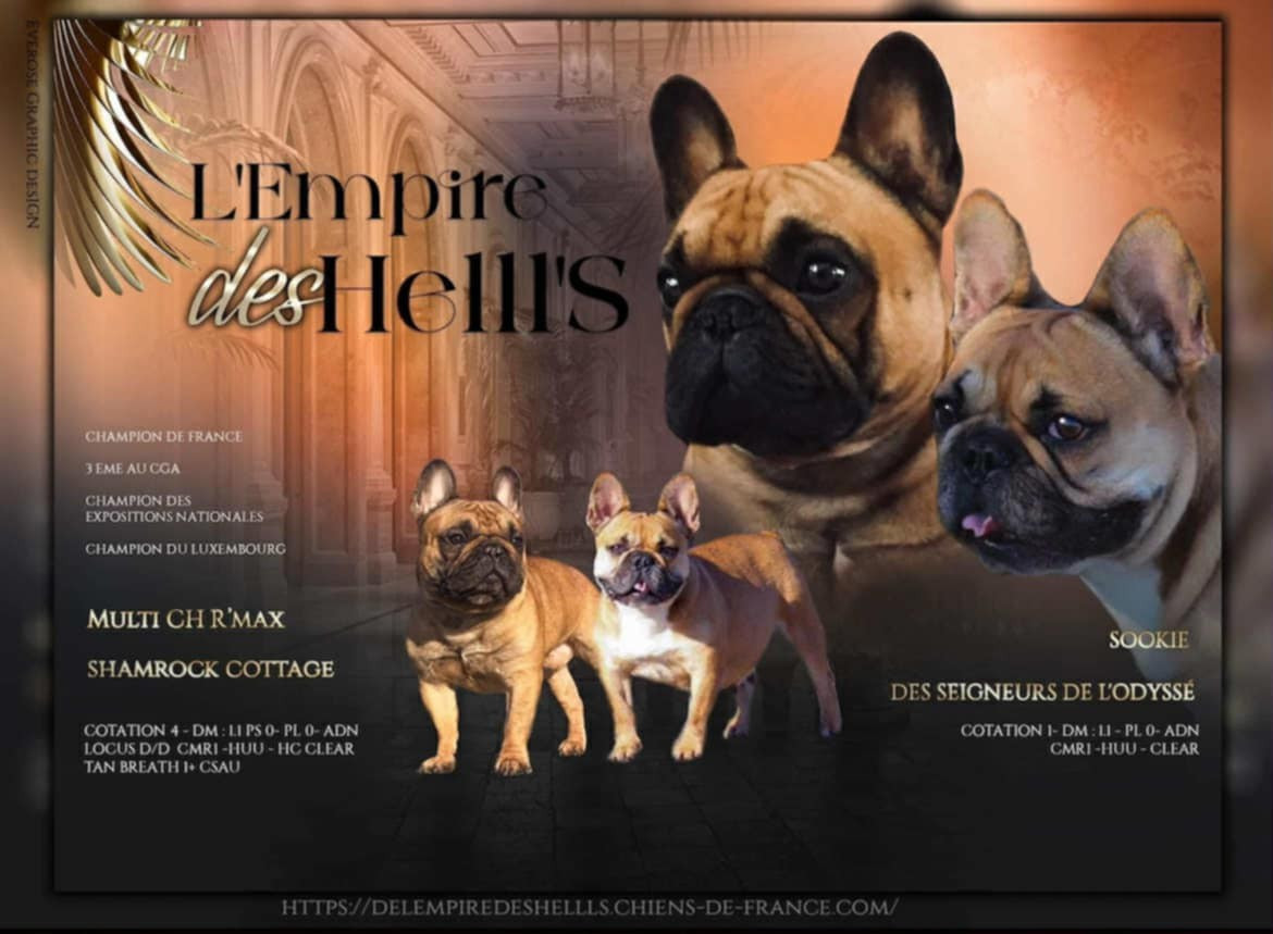 Bouledogue français - de l'Empire des Hellls