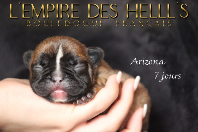 Les chiots de Bouledogue français