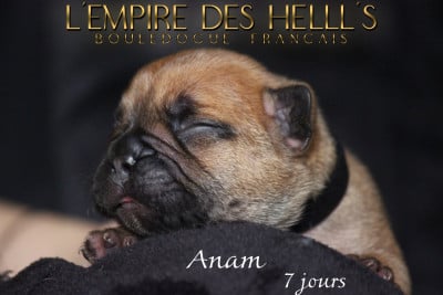 Les chiots de Bouledogue français