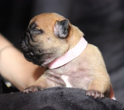 Les chiots de Bouledogue français