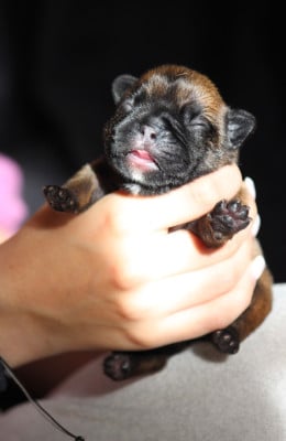 Les chiots de Bouledogue français