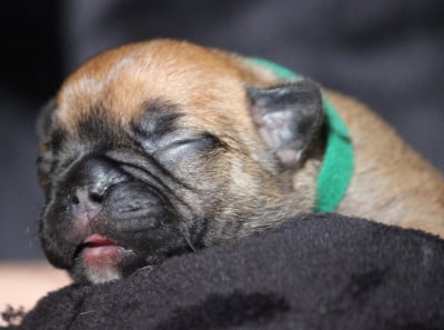 Les chiots de Bouledogue français