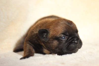 Les chiots de Bouledogue français