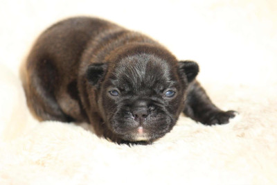 Les chiots de Bouledogue français