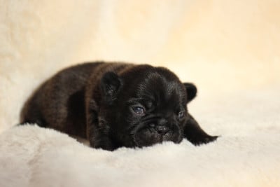 Les chiots de Bouledogue français