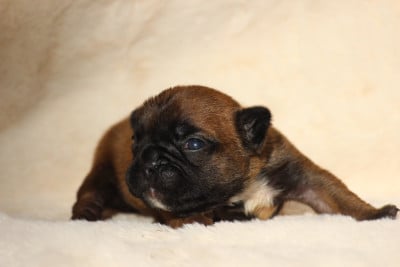 Les chiots de Bouledogue français