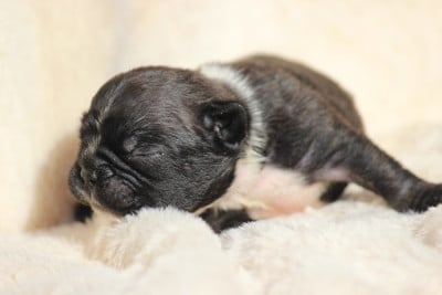 Les chiots de Bouledogue français