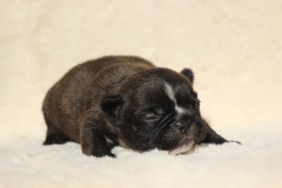 Les chiots de Bouledogue français
