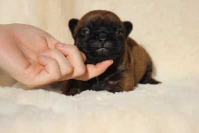 Les chiots de Bouledogue français