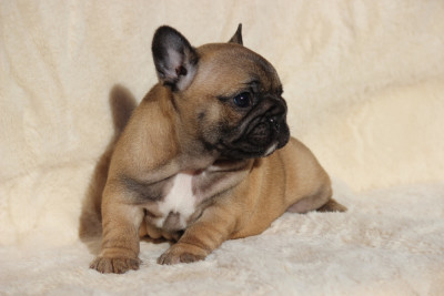 Les chiots de Bouledogue français