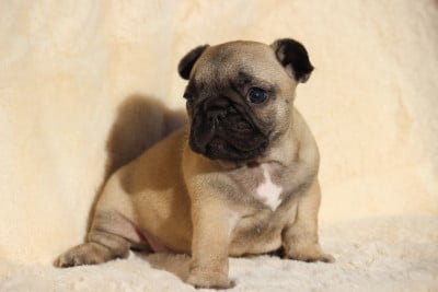 Les chiots de Bouledogue français