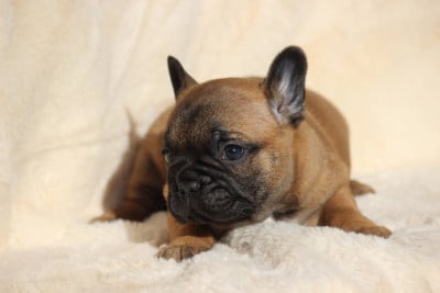 Les chiots de Bouledogue français
