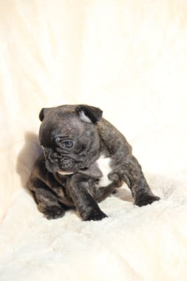 Les chiots de Bouledogue français