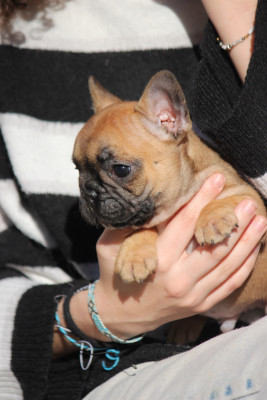 Les chiots de Bouledogue français