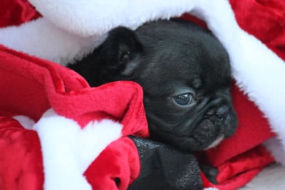 Les chiots de Bouledogue français