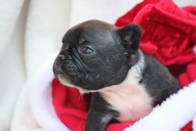 Les chiots de Bouledogue français