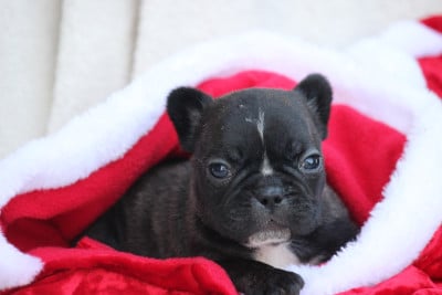 Les chiots de Bouledogue français
