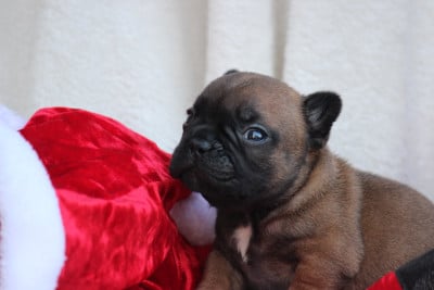 Les chiots de Bouledogue français