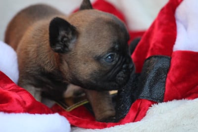 Les chiots de Bouledogue français