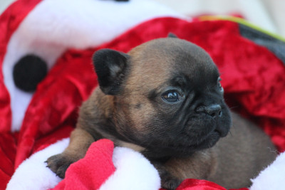 Les chiots de Bouledogue français