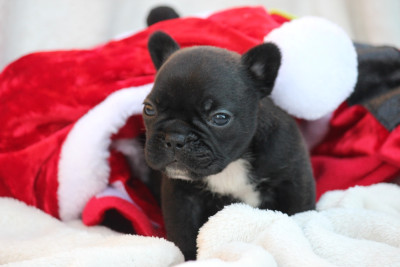 Les chiots de Bouledogue français