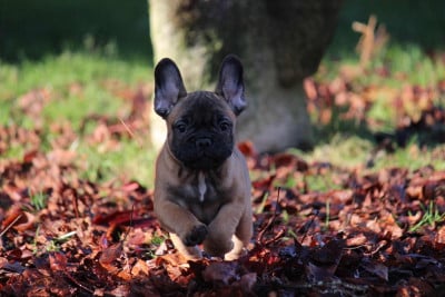 Les chiots de Bouledogue français
