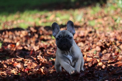 Les chiots de Bouledogue français