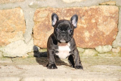 Les chiots de Bouledogue français