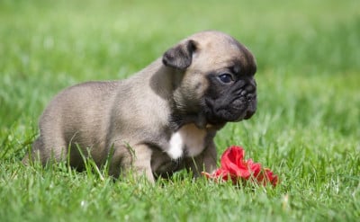 Les chiots de Bouledogue français