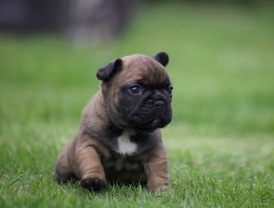 Les chiots de Bouledogue français