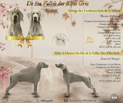 de la Vallee des Elfes Gris