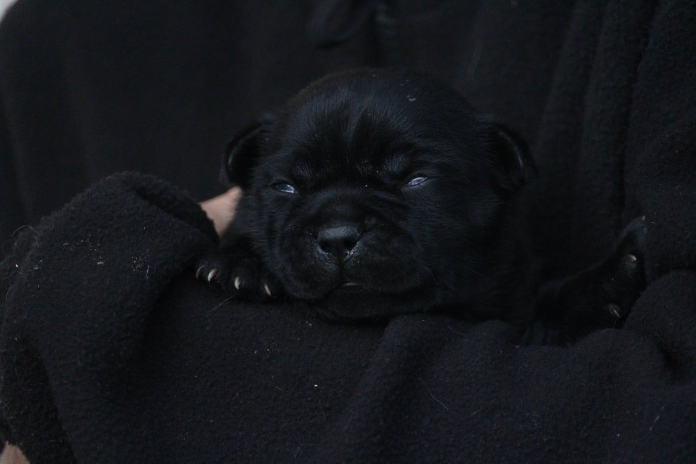 Staffordshire Bull Terrier - Du Domaine Des Audacieux