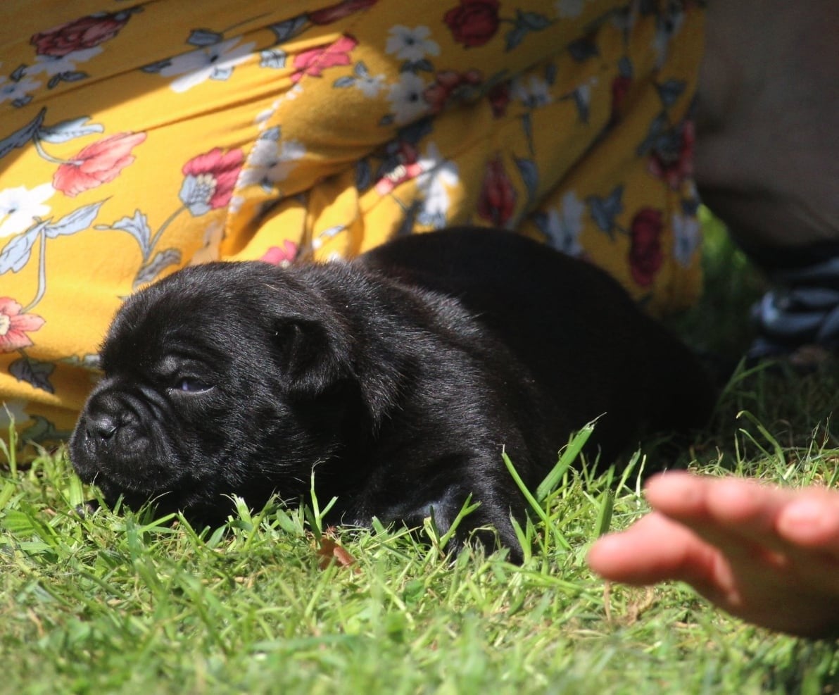Staffordshire Bull Terrier - Du Domaine Des Audacieux