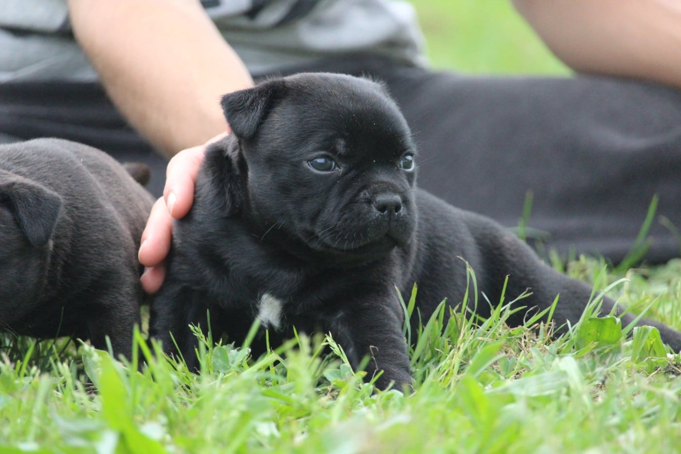 Staffordshire Bull Terrier - Du Domaine Des Audacieux