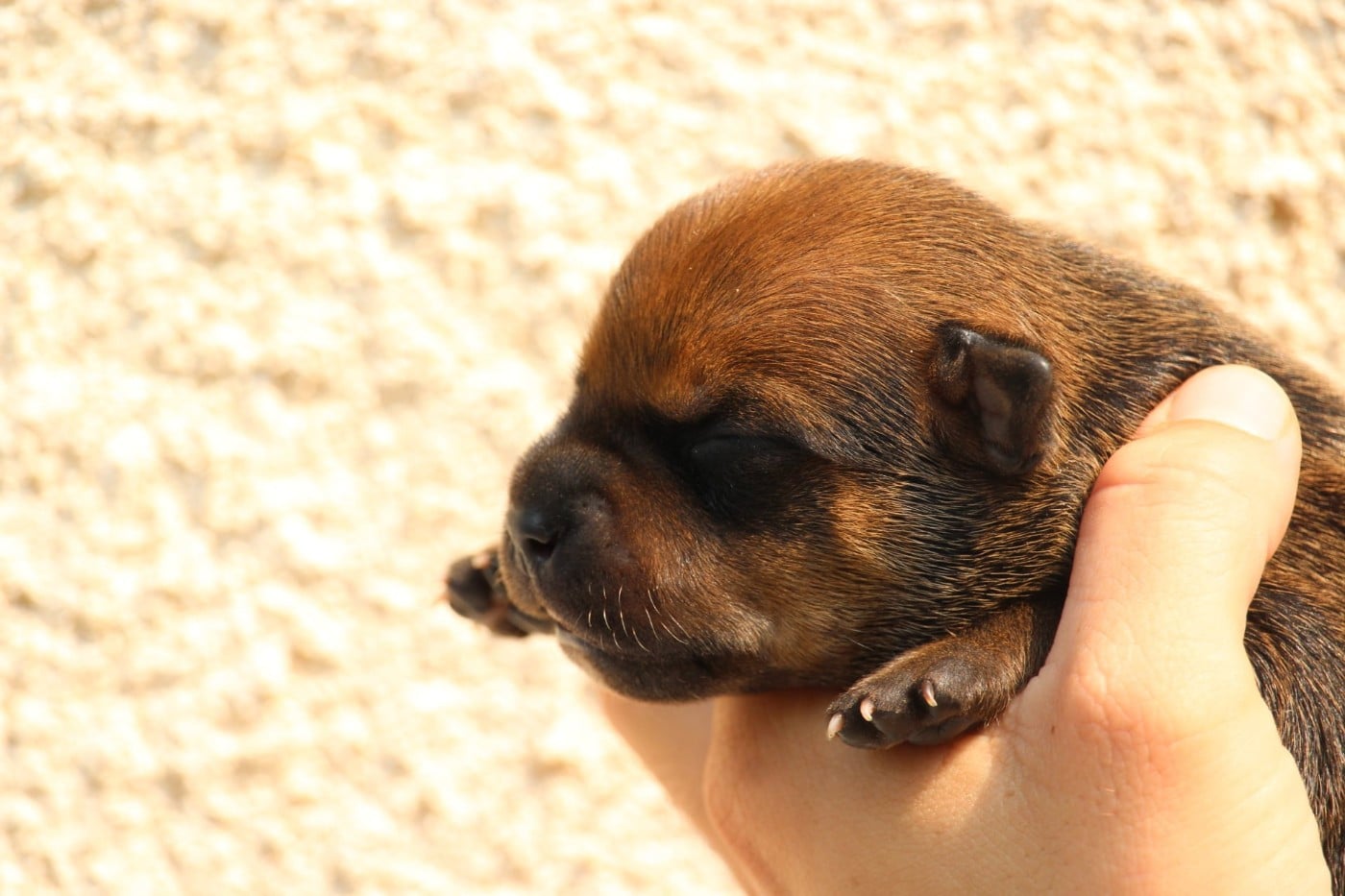 Staffordshire Bull Terrier - Du Domaine Des Audacieux