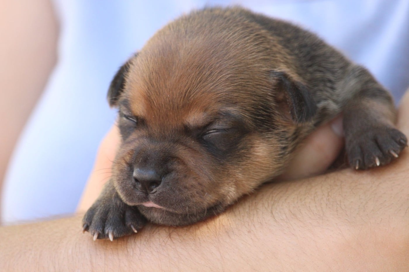 Staffordshire Bull Terrier - Du Domaine Des Audacieux